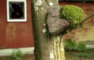 To prune the foundlings 2013, Installation Detail, Untitled, granite, stone adhesive and moss, 20x30x15cm